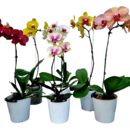 Kit 10 Orquidea Phalaenopsis Adulta No Vaso Cores Variáveis 