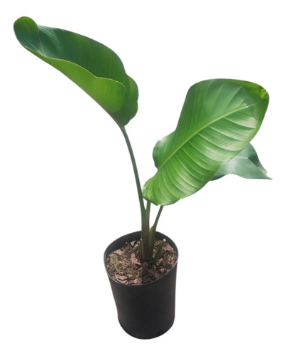 Strelitzia Nicolai - Flor De Pájaro Blanca - Maceta 4 Litros