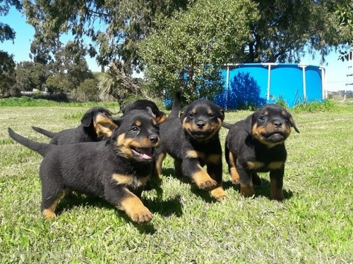Imagen 2 de 9 de Cachorros Rottweiler Pedigree Kcu