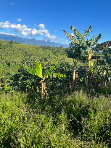 Se Vende Finca Quimbaya Quindío 