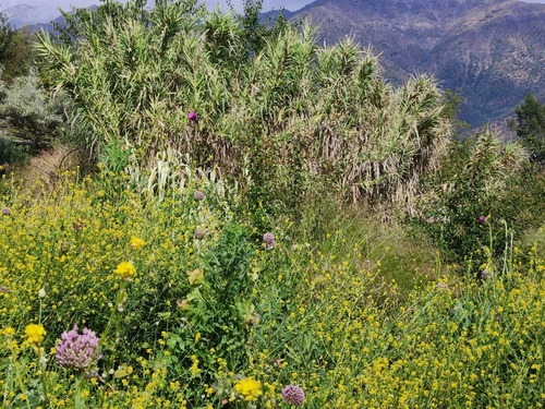 Hacienda De 5.000 M² En Lo Cañas Con Riego (173166)