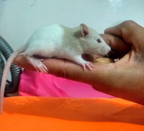 Ratas Mascota , Ratas De Laboratorio , Ratas 