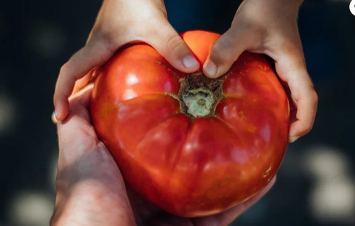 100 Semillas De Tomate Bola 