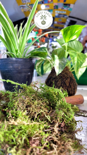 Taller De Kokedamas