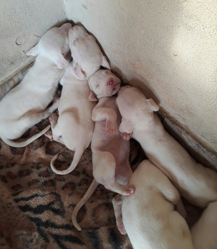Filhote De Dogo Argentino