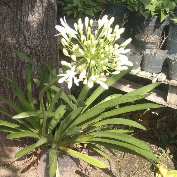 Plantas Agapantos | MercadoLibre ?