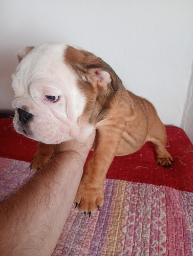 Vendo Cachorra Bulldog Ingles Con Kca Marrón Y Blanca