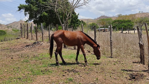Imagen 5 de 30 de En Venta Agropecuaria, Sector El Jobal-aragua Att- Eb-ln