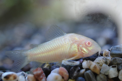 Corydoras Albino Coricatos Bagre De Acuario Agua Dulce Color