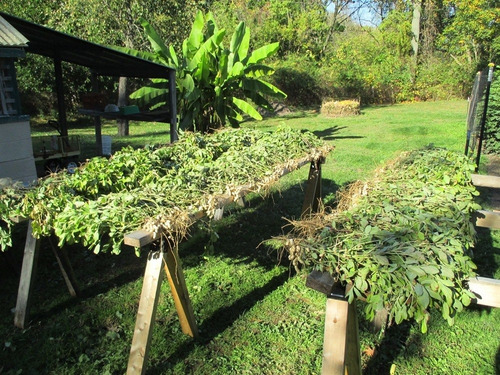 Imagen 8 de 8 de Semillas De Mani Cacahuate Para Tu Huerta