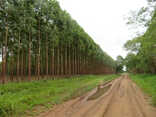 Campos Forestales En Villa Olivari - 7449 Ha