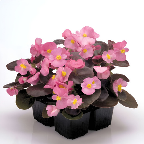 Kit 20 Mudas Begonia Cerosa - Folha Bronze - Cores Sortidas