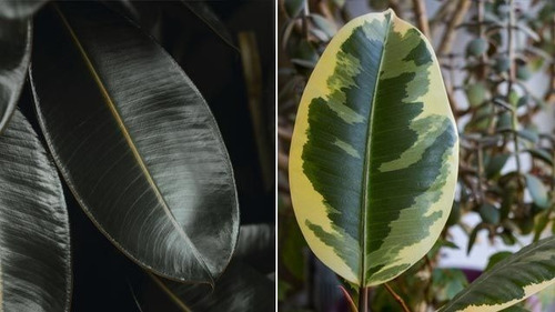 Ficus Elastica Variegado Gomero Planta De Interior Envíos