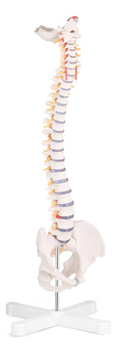 Skumod Modelo De Columna Vertebral De Tamao Real, Modelo De