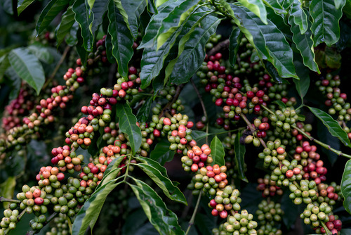 Café En Grano Premium Tostado Você Brasil 1 Kg