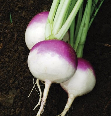 Imagem 2 de 5 de Nabo Purple Top White Globe 50 Sementes Para Mudas