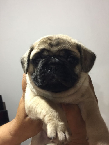 Pug Macho Padrão Show Expetacular