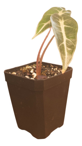 Planta Alocasia Bambino Arrow