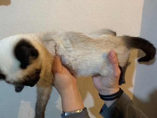 Gatos Siamés