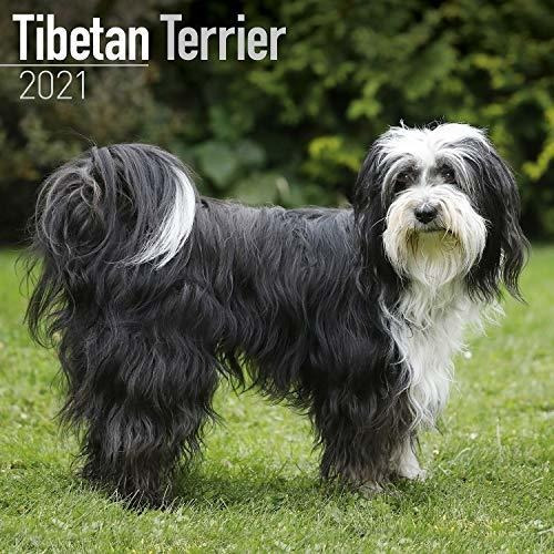 Book : Tibetan Terrier Calendar - Dog Breed Calendars - 202