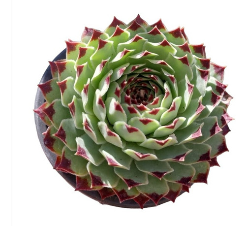 Suculenta Sempervivum Calcareum M9 