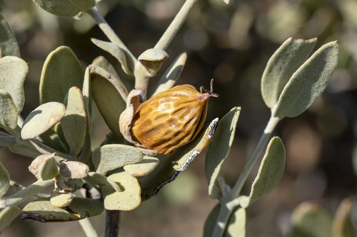 10 Semillas De Jojoba - Simmondsia Chinensis