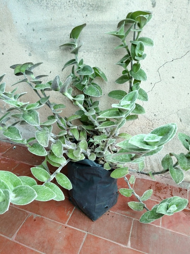 Planta Tradescantia Sillamontana