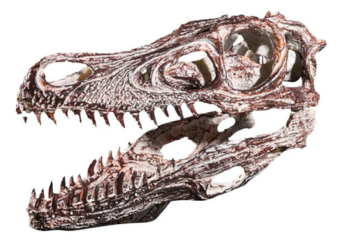 Réplica De Cráneo De Velociraptor, Colección De Fósil De