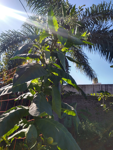 300 Semillas De Nicotiana Virginiana - Tabaco De Virginia