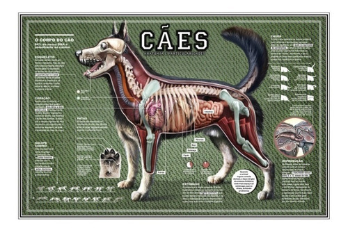 3 Posters Medicina Veterinária 65x100cm Corpo Do Cachorro