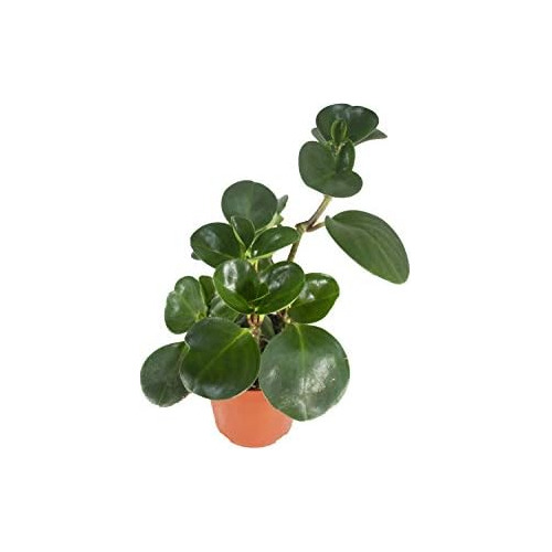 Peperomia Viva Maceta, Mini Maceta De 4 , Regalos Únic...