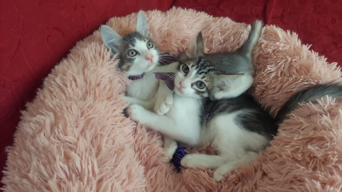 Gatitos Hermoso En Adopcion !!