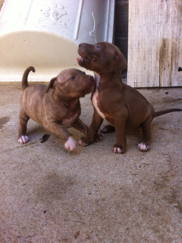 Imagem 1 de 1 de Filhote Pitbull