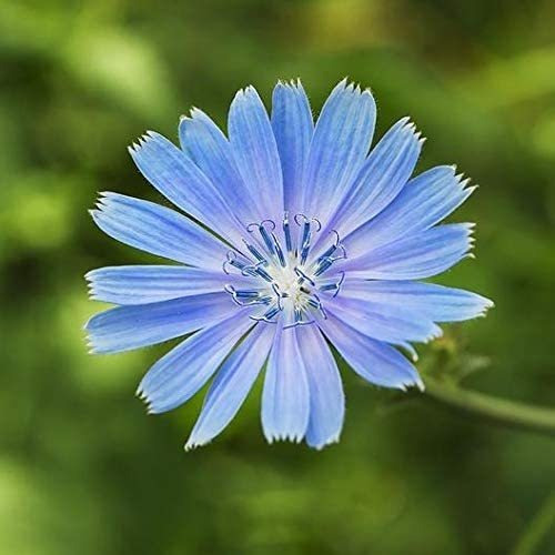 Davids Garden Seeds Herb Achicoria 4488 (azul) 200 Semillas