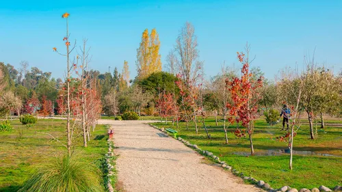 Siena Vicuña 6633