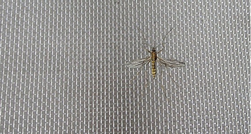 Malla Mosquitera Plástica Mosquitero 10mx 0.60m Antimosquito