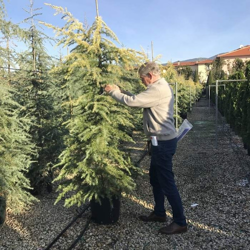 Imagen 4 de 6 de Pino Cedrus Deodara (ced.himal.) 30lts