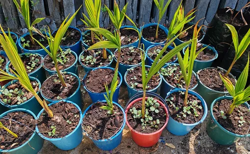 Plantas De Coco Para Sembrar