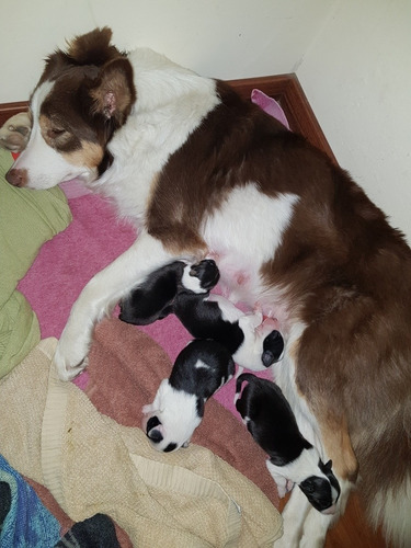 Imagen 6 de 10 de Cachorros Border Collie Negro Y Blanco