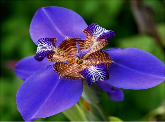 Muda Flor De Lis | MercadoLivre 📦