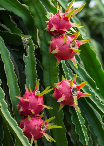 2 Plantas De Pitahaya Enraizados Roja Y Blanca