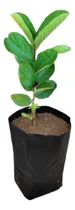 Comprar Bolsa Para Vivero 1\u002F2 Kg 17x13cm