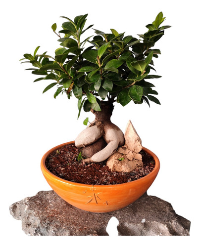 Bonsai Ficus