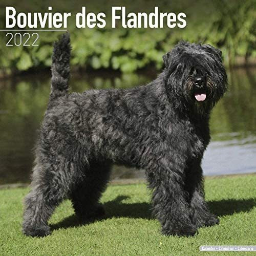 Libro: Bouvier Calendar Bouvier Des Flandres Calendarios De