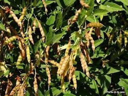Feijão Perene Andú 250 Sementes P Mudas Planta Árvore Grãos