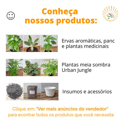 Kit 2 Muda (p) Jibóia Prateada