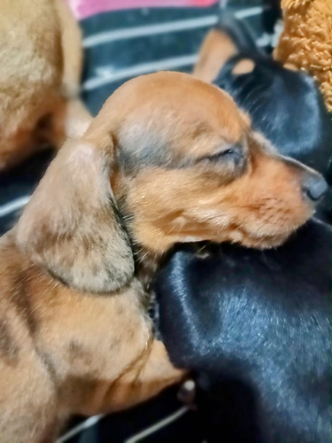 Cachorros Arlequin Roja Salchicha Dachshund Mini Belleza !!! Arlequin Roja