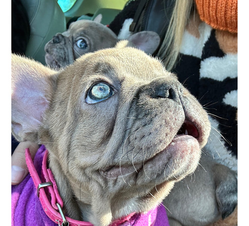 Bulldog Francés Hembrita Lilac Merle Ojos Celestes