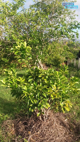 Chácaras Para Residir À Venda Em Aracoiaba Da Serra/sp - Compre O Seu Chácaras Para Residir Aqui! - 1452867