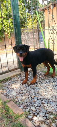 Imagen 8 de 9 de Cachorros Rottweiler Con Pedigree Kcu